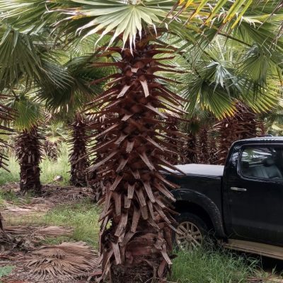 Palmeira Washingtonia