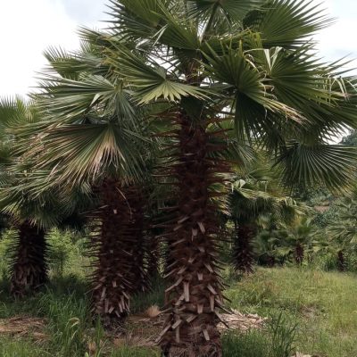 Palmeira Washingtonia