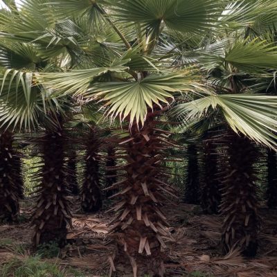 Palmeira Washingtonia