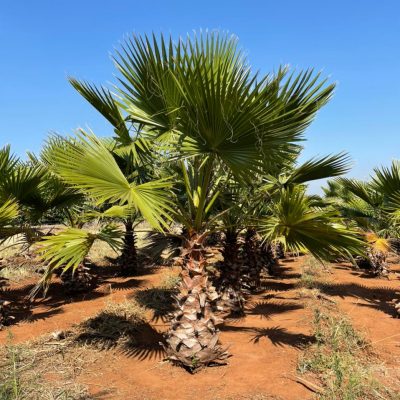 Palmeira Washingtonia