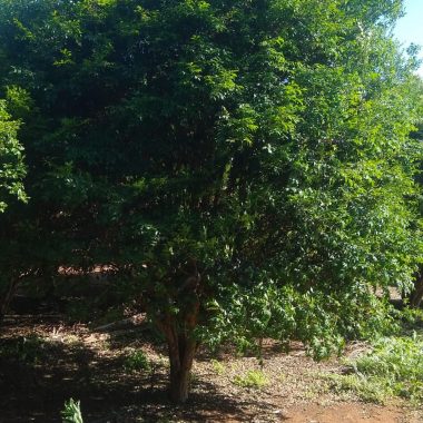 Jabuticaba