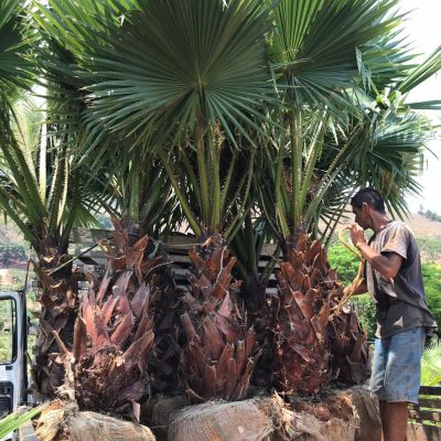 Palmeira Washingtonia