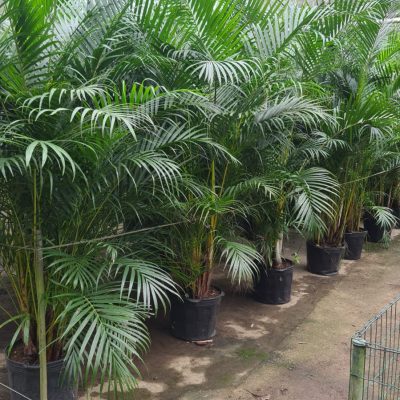 Areca Bambu