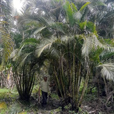 Areca Bambu