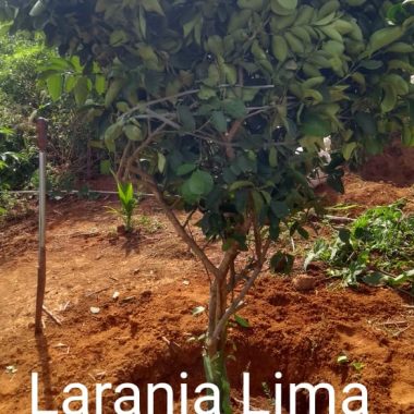 Laranja Lima