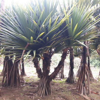 Pandanus