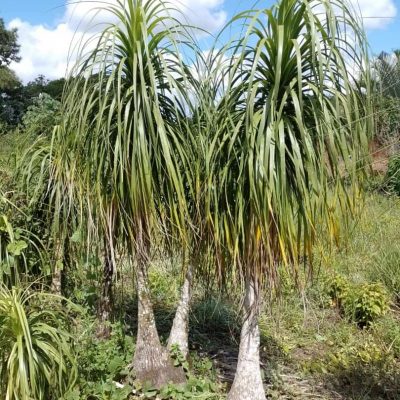 Palmeira Pata de Elefante 