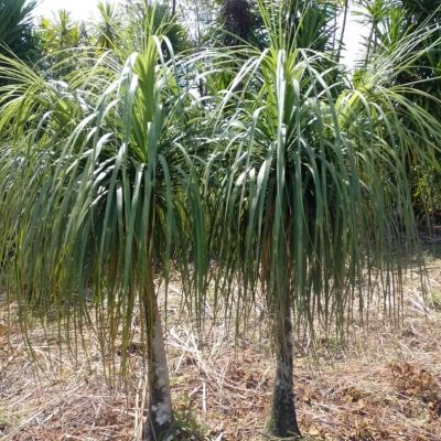 Palmeira Pata de Elefante 